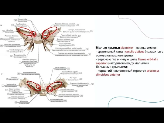 Малые крылья аla minor – парны, имеют: - зрительный канал canalis opticus