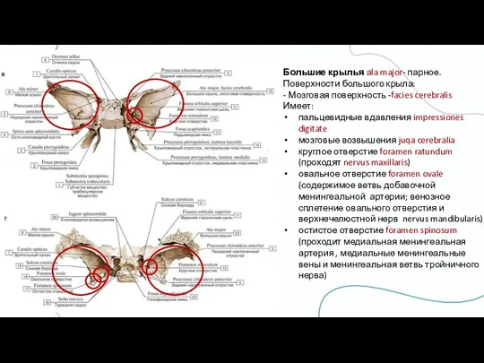 Большие крылья аla major- парное. Поверхности большого крыла: - Мозговая поверхность -facies