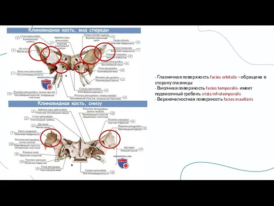 - Глазничная поверхность facies orbitalis – обращена в сторону глазницы - Височная