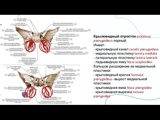 Крыловидный отросток processus pterygoideus-парный. Имеет: - крыловидный канал canalis pterygoideus - медиальную