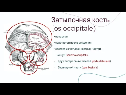 Затылочная кость (os occipitale) • непарная • срастается после рождения • состоит