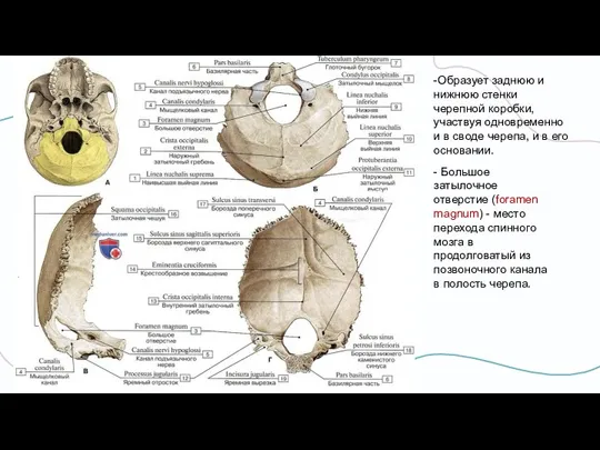 -Образует заднюю и нижнюю стенки черепной коробки, участвуя одновременно и в своде