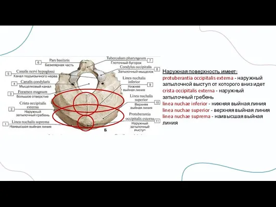 Наружная поверхность имеет: protuberantia occipitalis externa - наружный затылочной выступ от которого