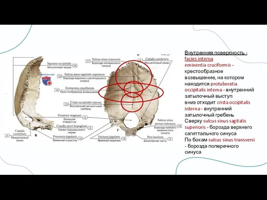 Внутренняя поверхность - facies interna eminentia cruciformis - крестообразное возвышение, на котором