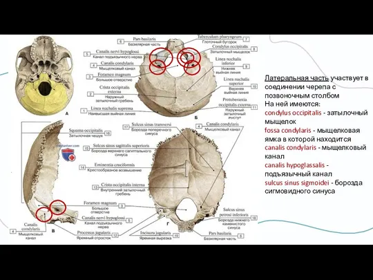 Латеральная часть участвует в соединении черепа с позвоночным столбом На ней имеются: