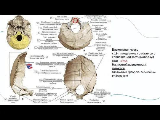 Базилярная часть к 18-ти годам она срастается с клиновидной костью образуя скат