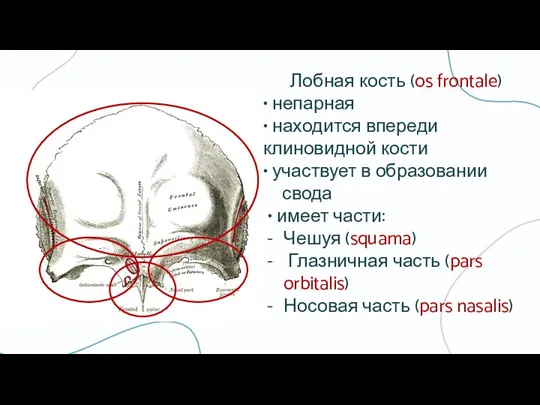 Лобная кость (os frontale) • непарная • находится впереди клиновидной кости •