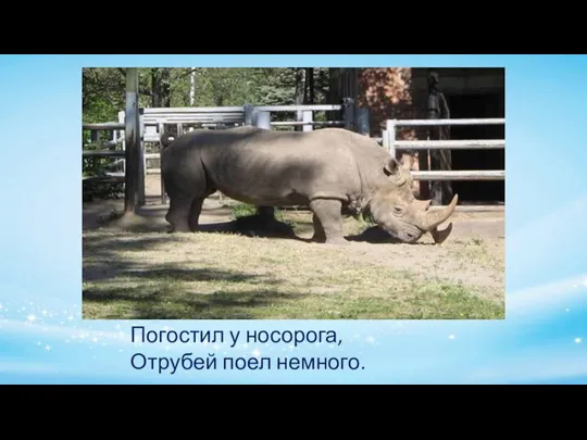 Погостил у носорога, Отрубей поел немного.