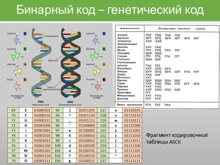 Бинарный код – генетический код Фрагмент кодировочной таблицы ASCII