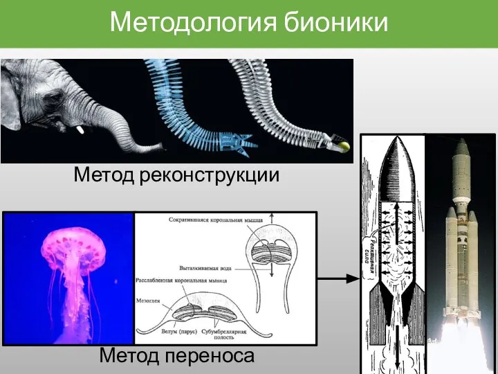 Методология бионики Метод реконструкции Метод переноса