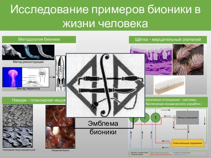 Исследование примеров бионики в жизни человека