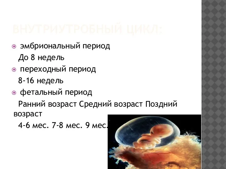 ВНУТРИУТРОБНЫЙ ЦИКЛ: эмбриональный период До 8 недель переходный период 8-16 недель фетальный