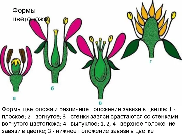 Формы цветоложа и различное положение завязи в цветке: 1 - плоское; 2