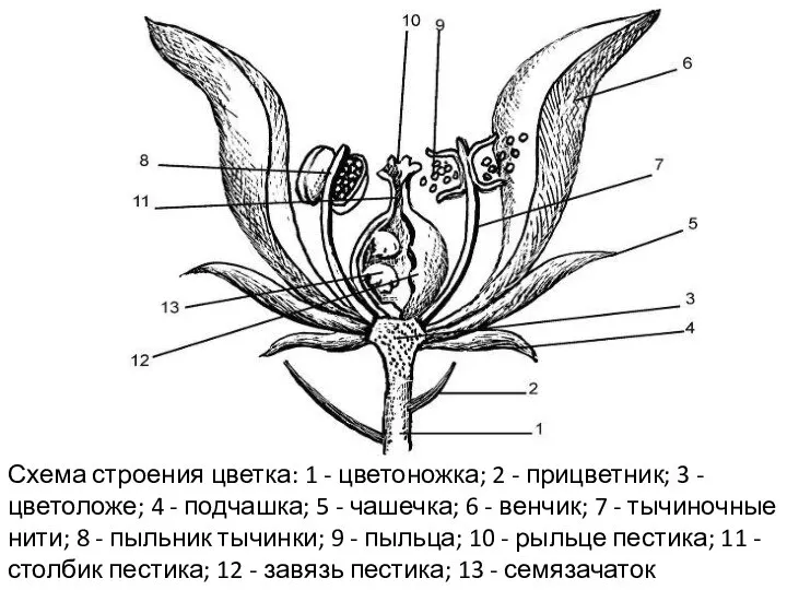 Схема строения цветка: 1 - цветоножка; 2 - прицветник; 3 - цветоложе;