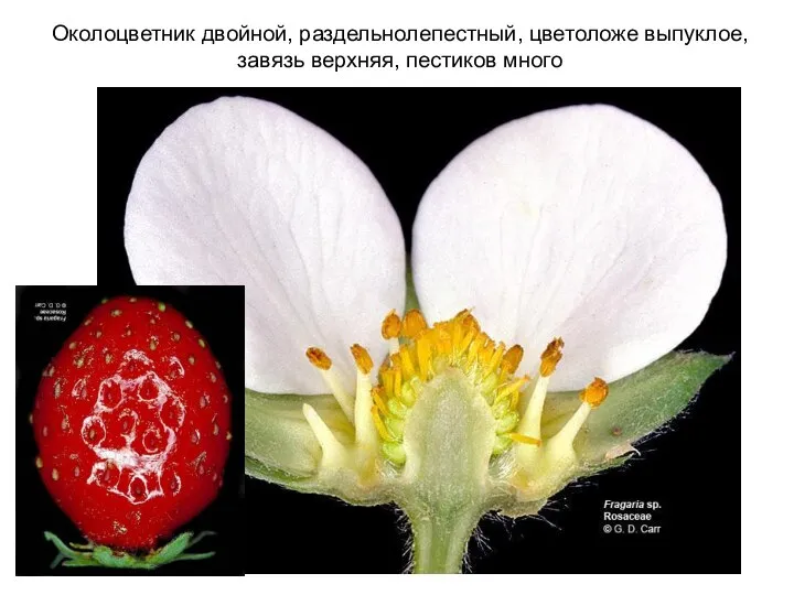 Околоцветник двойной, раздельнолепестный, цветоложе выпуклое, завязь верхняя, пестиков много