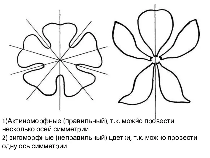 1)Актиноморфные (правильный), т.к. можно провести несколько осей симметрии 2) зигоморфные (неправильный) цветки,