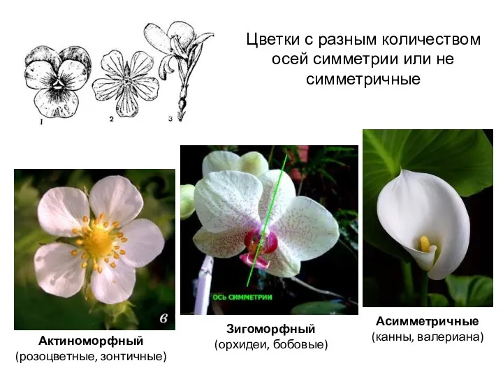 Цветки с разным количеством осей симметрии или не симметричные Актиноморфный (розоцветные, зонтичные)