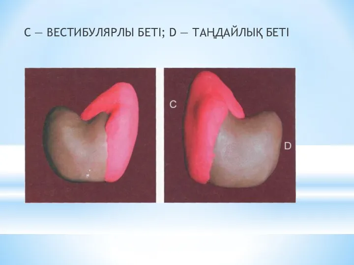 С — ВЕСТИБУЛЯРЛЫ БЕТІ; D — ТАҢДАЙЛЫҚ БЕТІ