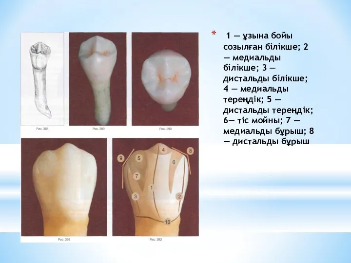 1 — ұзына бойы созылған білікше; 2 — медиальды білікше; 3 —