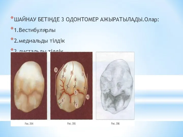 ШАЙНАУ БЕТІНДЕ 3 ОДОНТОМЕР АЖЫРАТЫЛАДЫ.Олар: 1.Вестибулярлы 2.медиальды тілдік 3.дистальды тілдік