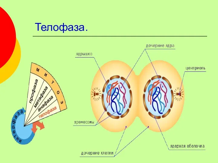 Телофаза.