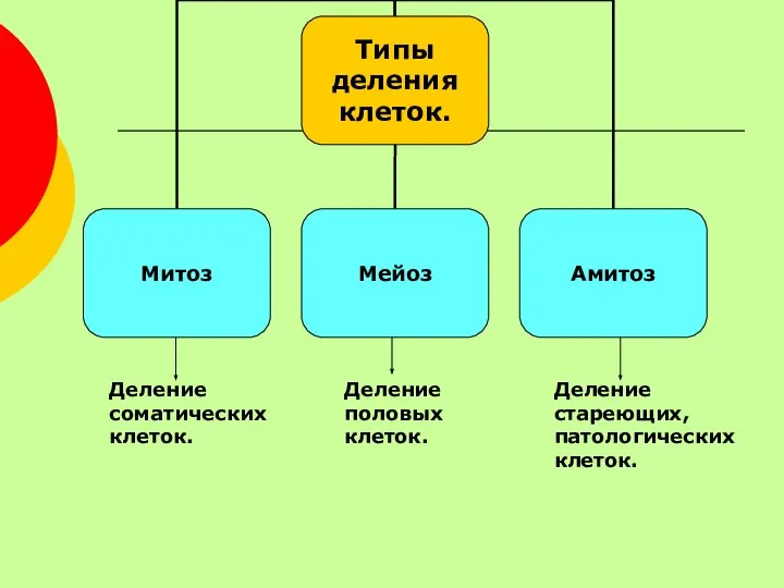 Деление соматических клеток. Деление половых клеток. Деление стареющих, патологических клеток.