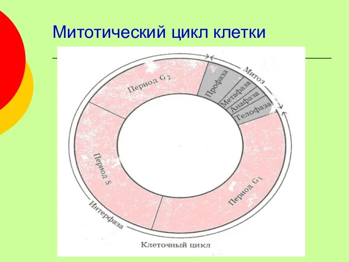 Митотический цикл клетки