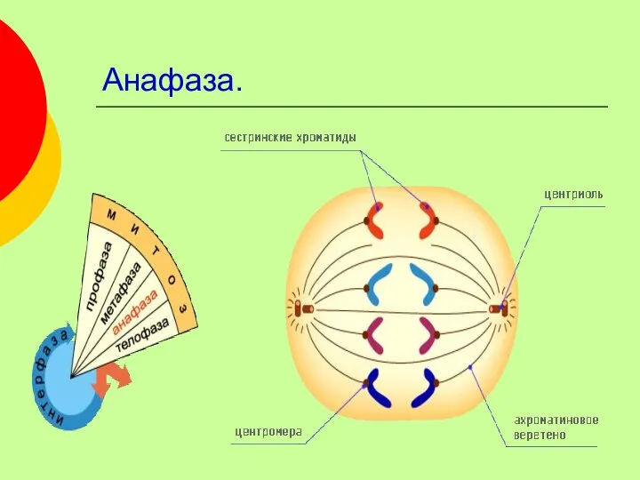 Анафаза.