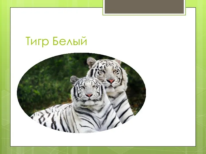 Тигр Белый