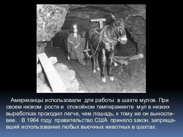 Американцы использовали для работы в шахте мулов. При своем низком росте и