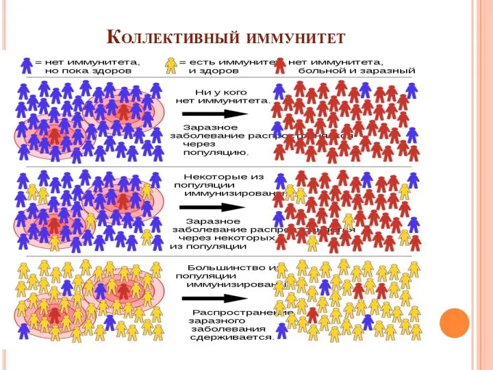 Коллективный иммунитет