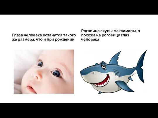 Глаза человека останутся такого же размера, что и при рождении Роговица акулы