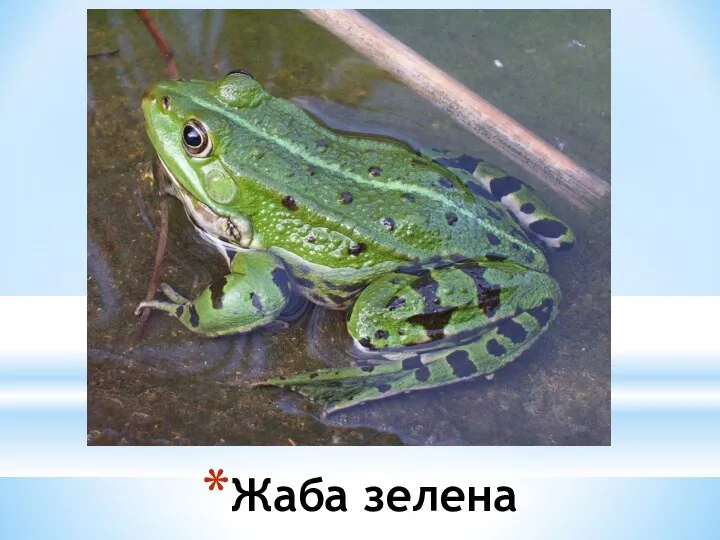 Жаба зелена