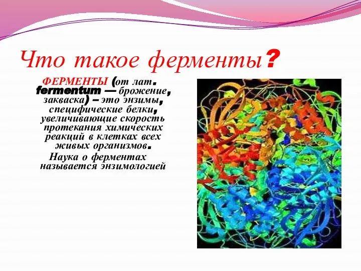 Что такое ферменты? ФЕРМЕНТЫ (от лат. fermentum — брожение, закваска) – это