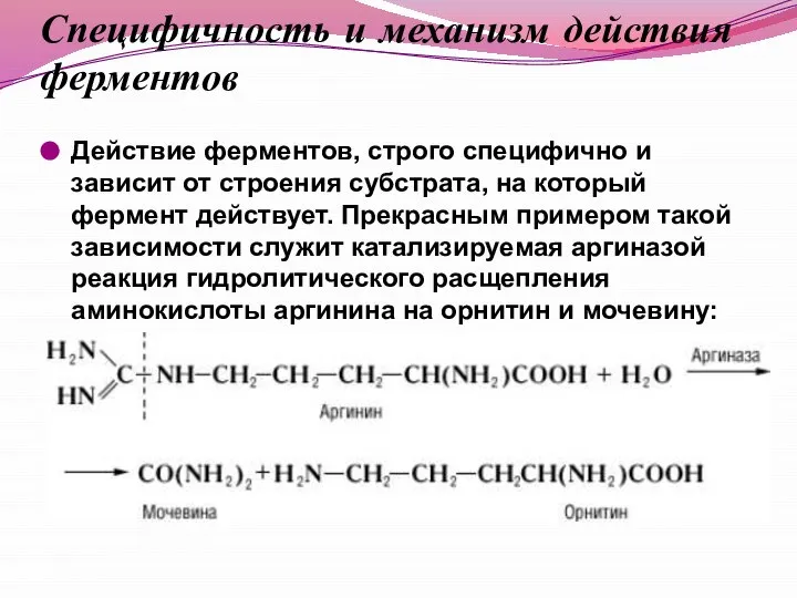 Специфичность и механизм действия ферментов Действие ферментов, строго специфично и зависит от