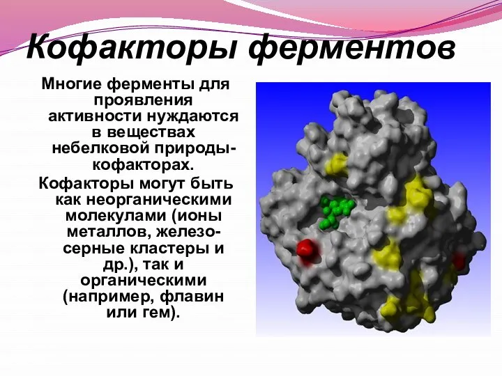 Кофакторы ферментов Многие ферменты для проявления активности нуждаются в веществах небелковой природы-