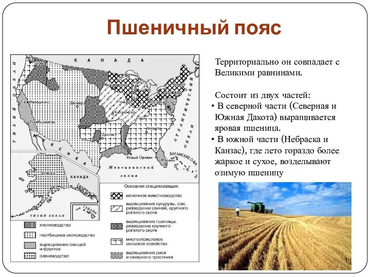 Пшеничный пояс Территориально он совпадает с Великими равнинами. Состоит из двух частей: