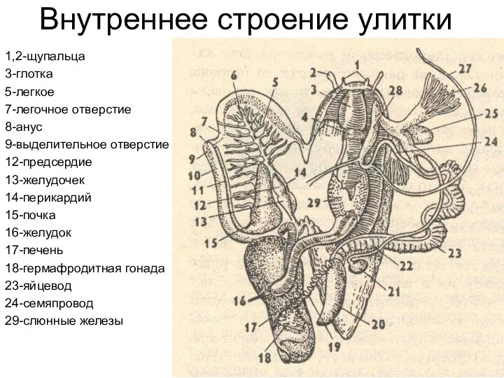 Внутреннее строение улитки 1,2-щупальца 3-глотка 5-легкое 7-легочное отверстие 8-анус 9-выделительное отверстие 12-предсердие