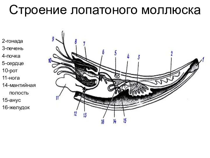 Строение лопатоного моллюска 2-гонада 3-печень 4-почка 5-сердце 10-рот 11-нога 14-мантийная полость 15-анус 16-желудок