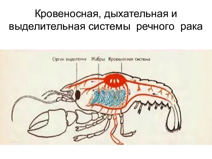 Кровеносная, дыхательная и выделительная системы речного рака