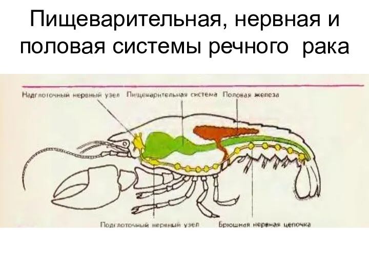 Пищеварительная, нервная и половая системы речного рака