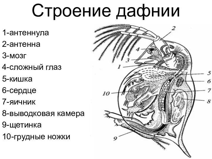 Строение дафнии 1-антеннула 2-антенна 3-мозг 4-сложный глаз 5-кишка 6-сердце 7-яичник 8-выводковая камера 9-щетинка 10-грудные ножки