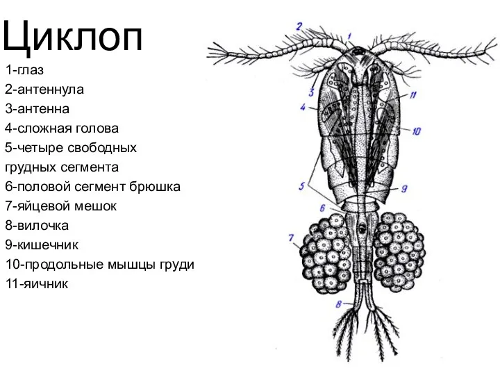 Циклоп 1-глаз 2-антеннула 3-антенна 4-сложная голова 5-четыре свободных грудных сегмента 6-половой сегмент