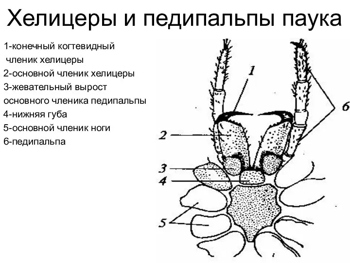 Хелицеры и педипальпы паука 1-конечный когтевидный членик хелицеры 2-основной членик хелицеры 3-жевательный