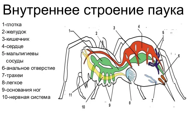 Внутреннее строение паука 1-глотка 2-желудок 3-кишечник 4-сердце 5-мальпигиевы сосуды 6-анальное отверстие 7-трахеи