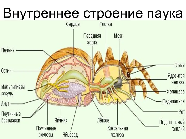 Внутреннее строение паука