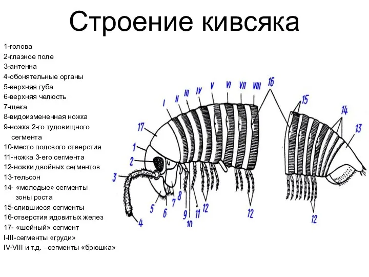 Строение кивсяка 1-голова 2-глазное поле 3-антенна 4-обонятельные органы 5-верхняя губа 6-верхняя челюсть