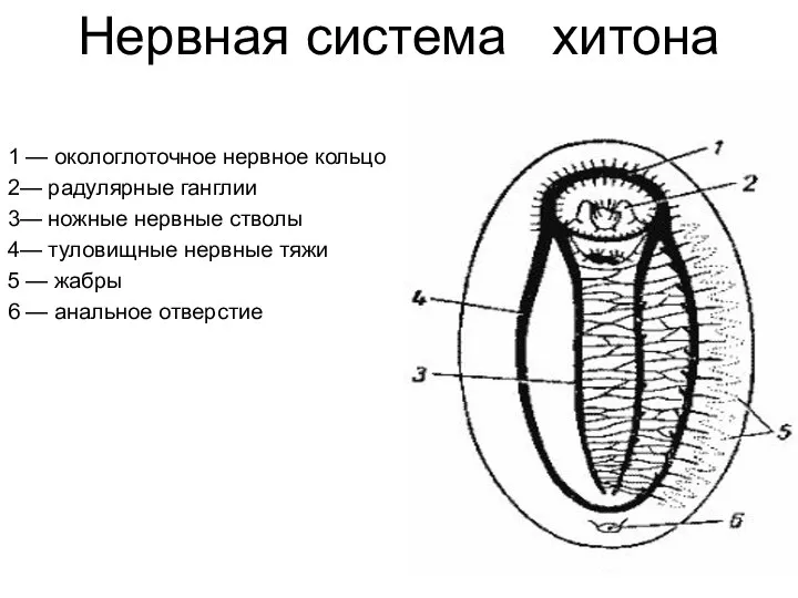 Нервная система хитона 1 — окологлоточное нервное кольцо 2— радулярные ганглии 3—