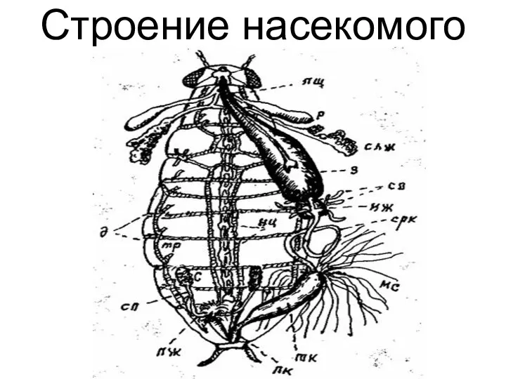 Строение насекомого