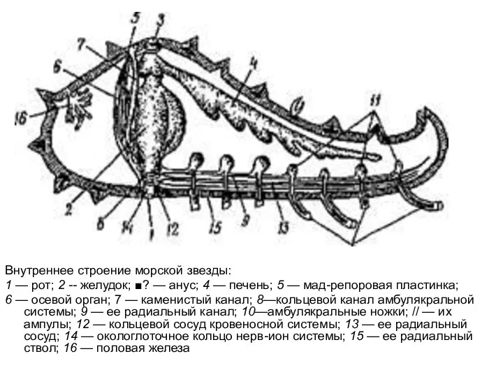 Внутреннее строение морской звезды: 1 — рот; 2 -- желудок; ■? —